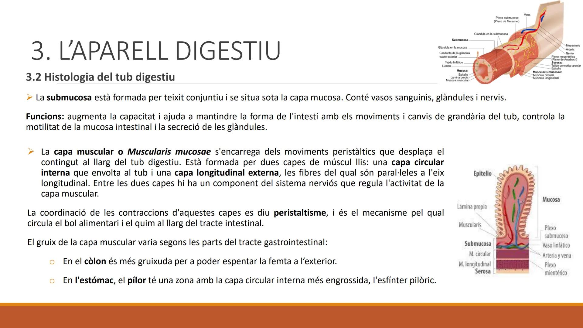 BLOC 2:
L'APARELL DIGESTIU # 1. LA NUTRICIÓ HUMANA

La nutrició humana és el conjunt de processos d'obtenció, transformació i assimilació de