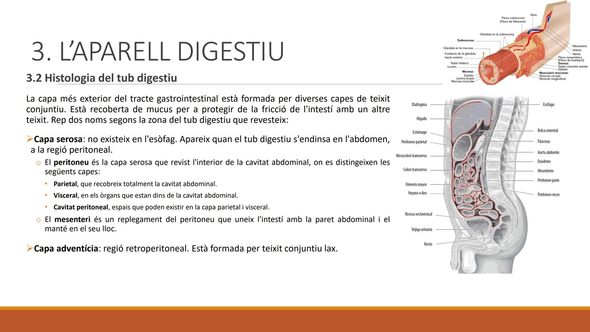 BLOC 2:
L'APARELL DIGESTIU # 1. LA NUTRICIÓ HUMANA

La nutrició humana és el conjunt de processos d'obtenció, transformació i assimilació de