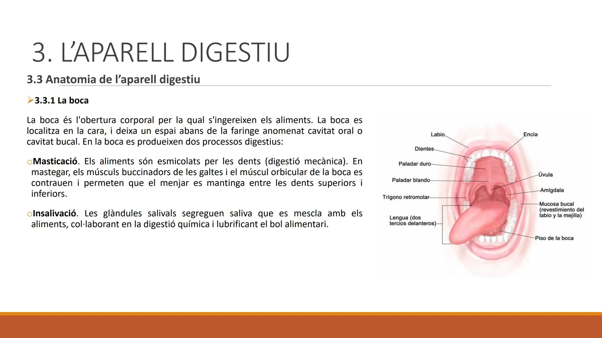 BLOC 2:
L'APARELL DIGESTIU # 1. LA NUTRICIÓ HUMANA

La nutrició humana és el conjunt de processos d'obtenció, transformació i assimilació de