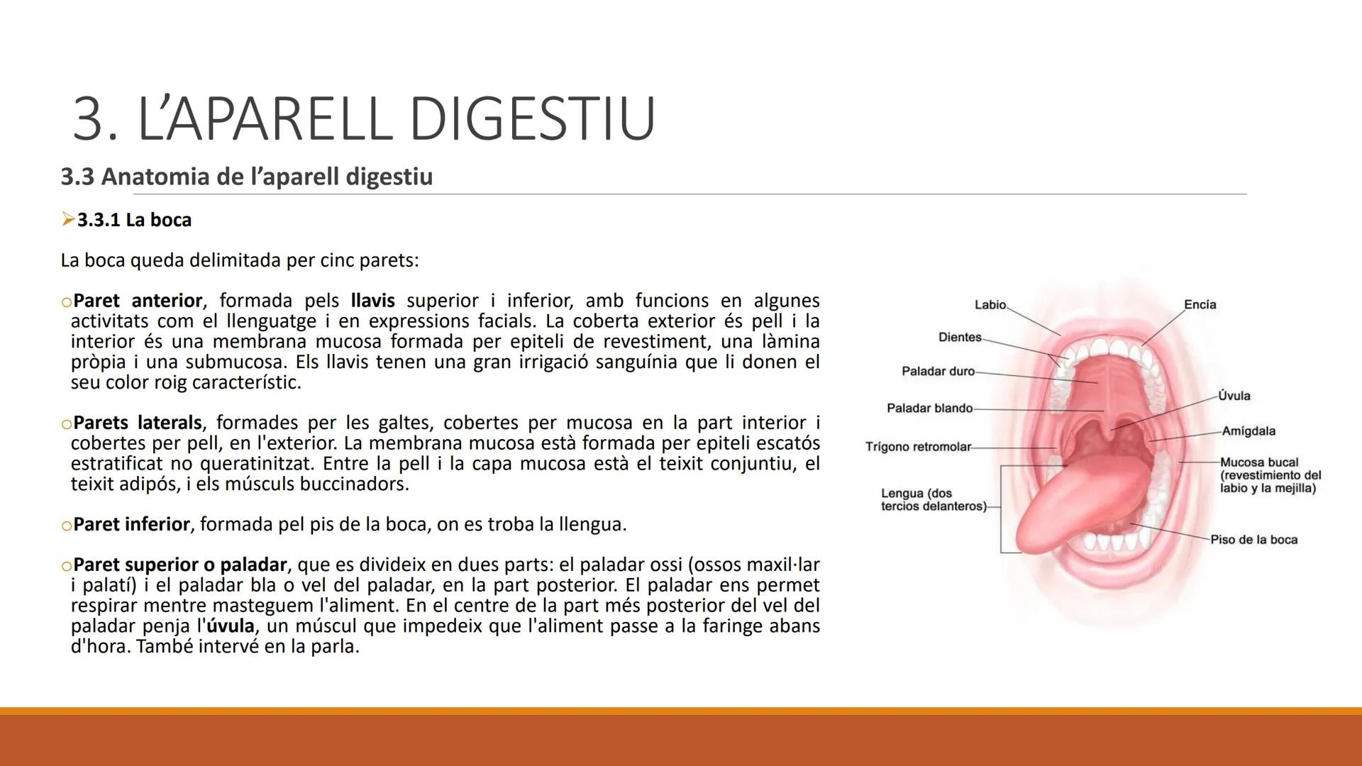 BLOC 2:
L'APARELL DIGESTIU # 1. LA NUTRICIÓ HUMANA

La nutrició humana és el conjunt de processos d'obtenció, transformació i assimilació de