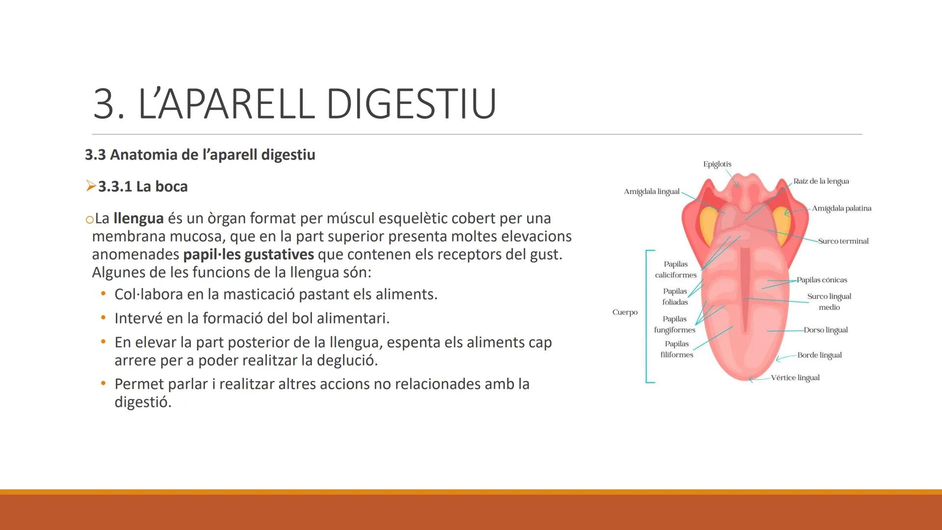 BLOC 2:
L'APARELL DIGESTIU # 1. LA NUTRICIÓ HUMANA

La nutrició humana és el conjunt de processos d'obtenció, transformació i assimilació de