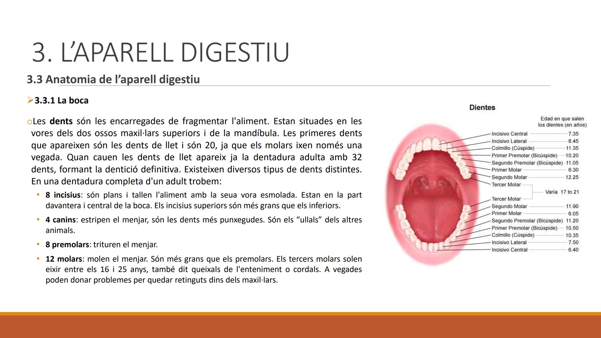 BLOC 2:
L'APARELL DIGESTIU # 1. LA NUTRICIÓ HUMANA

La nutrició humana és el conjunt de processos d'obtenció, transformació i assimilació de