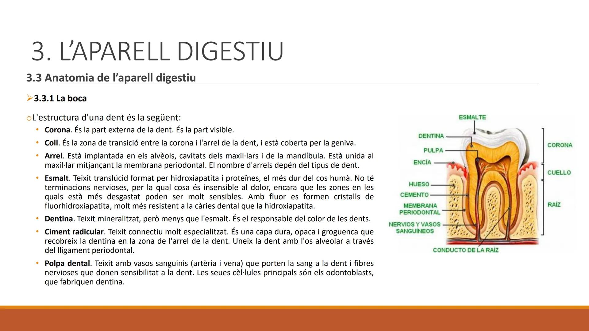 BLOC 2:
L'APARELL DIGESTIU # 1. LA NUTRICIÓ HUMANA

La nutrició humana és el conjunt de processos d'obtenció, transformació i assimilació de