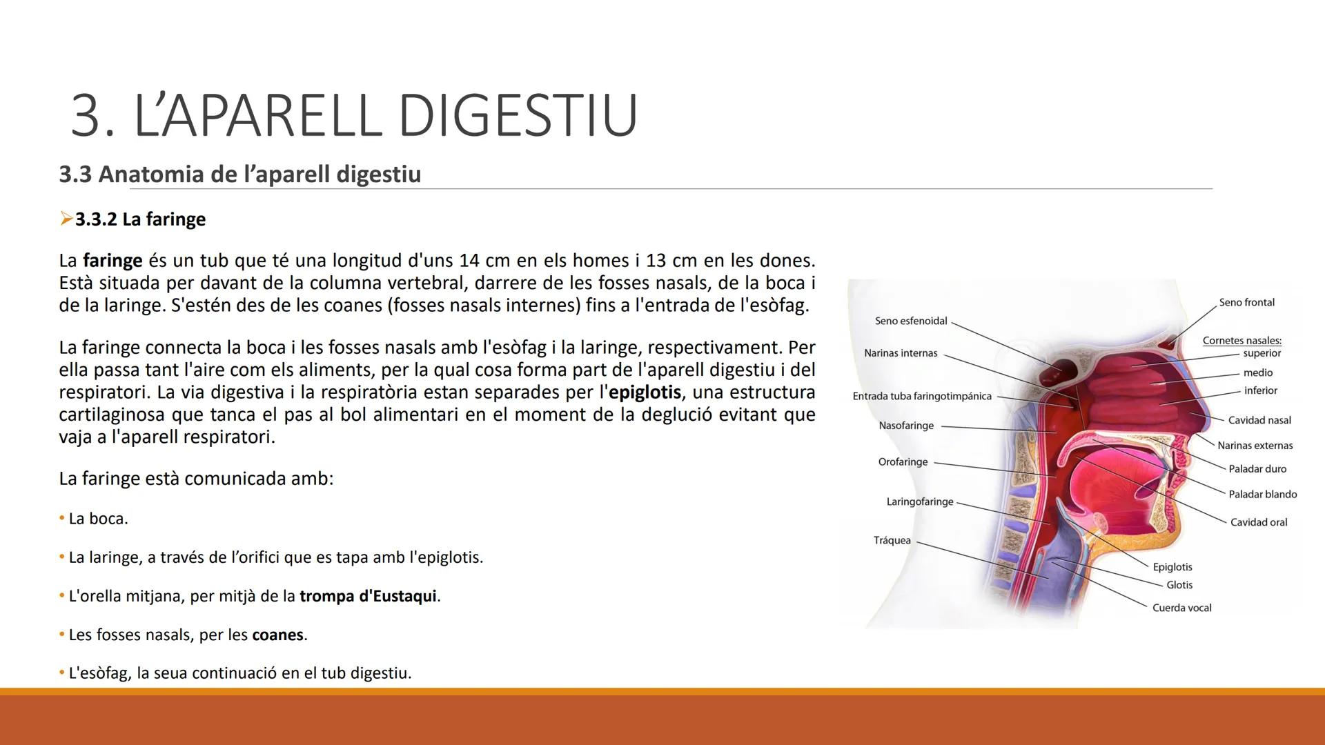 BLOC 2:
L'APARELL DIGESTIU # 1. LA NUTRICIÓ HUMANA

La nutrició humana és el conjunt de processos d'obtenció, transformació i assimilació de