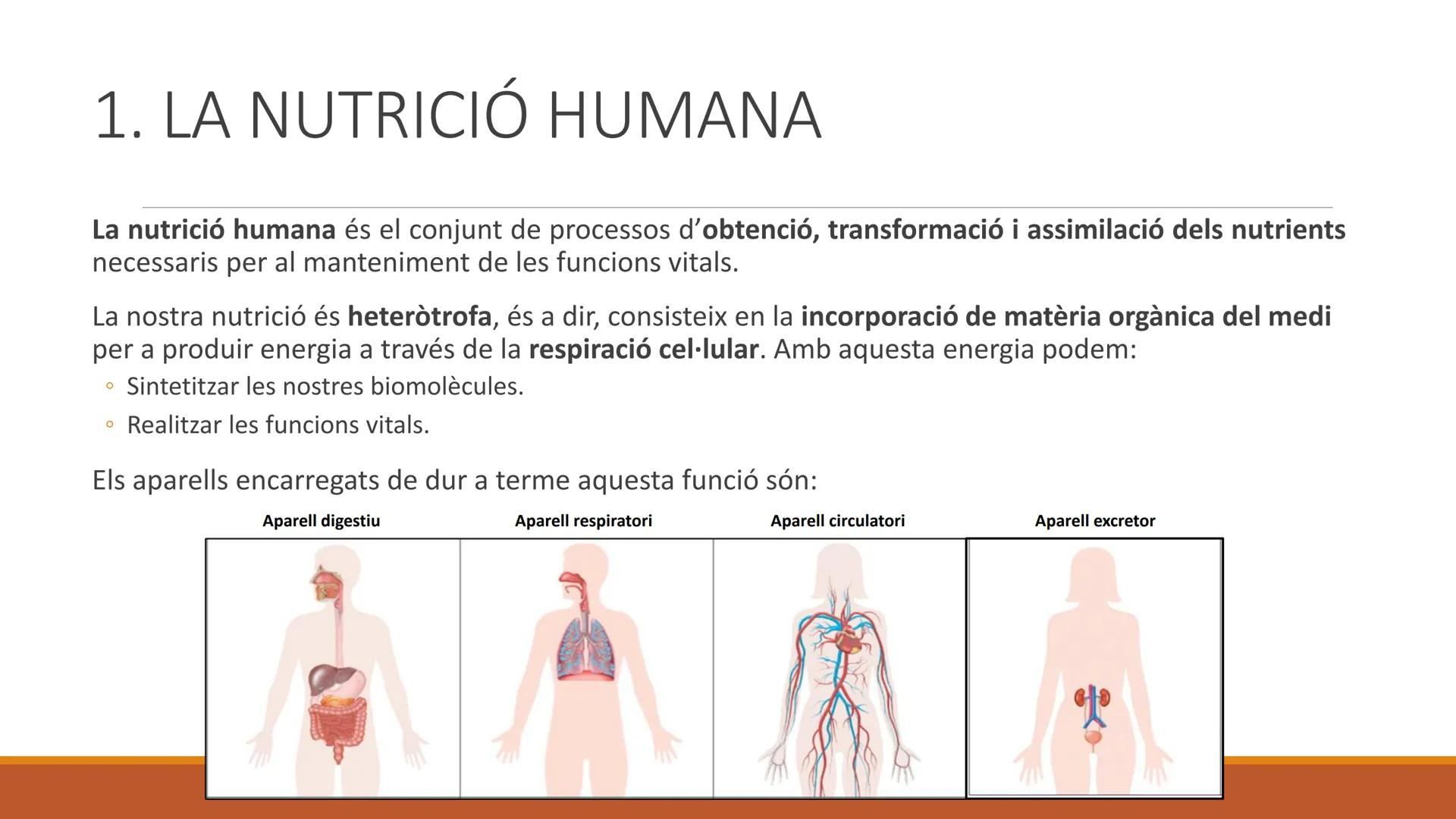 BLOC 2:
L'APARELL DIGESTIU # 1. LA NUTRICIÓ HUMANA

La nutrició humana és el conjunt de processos d'obtenció, transformació i assimilació de