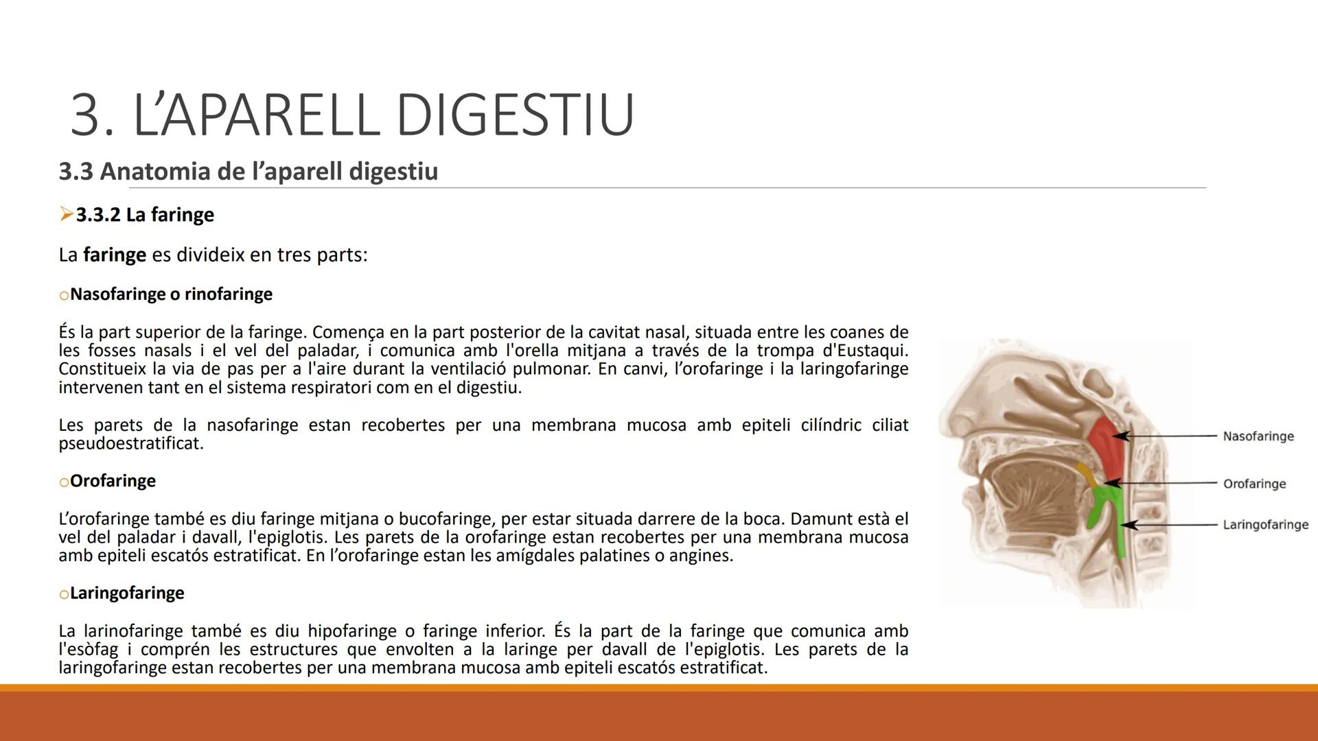 BLOC 2:
L'APARELL DIGESTIU # 1. LA NUTRICIÓ HUMANA

La nutrició humana és el conjunt de processos d'obtenció, transformació i assimilació de