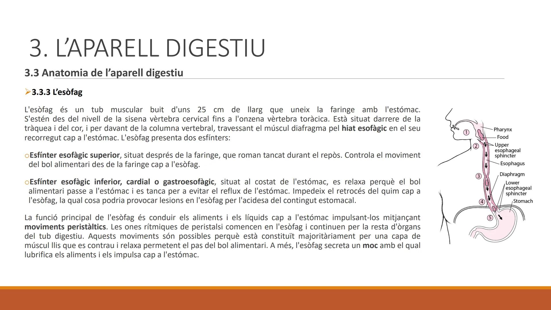 BLOC 2:
L'APARELL DIGESTIU # 1. LA NUTRICIÓ HUMANA

La nutrició humana és el conjunt de processos d'obtenció, transformació i assimilació de
