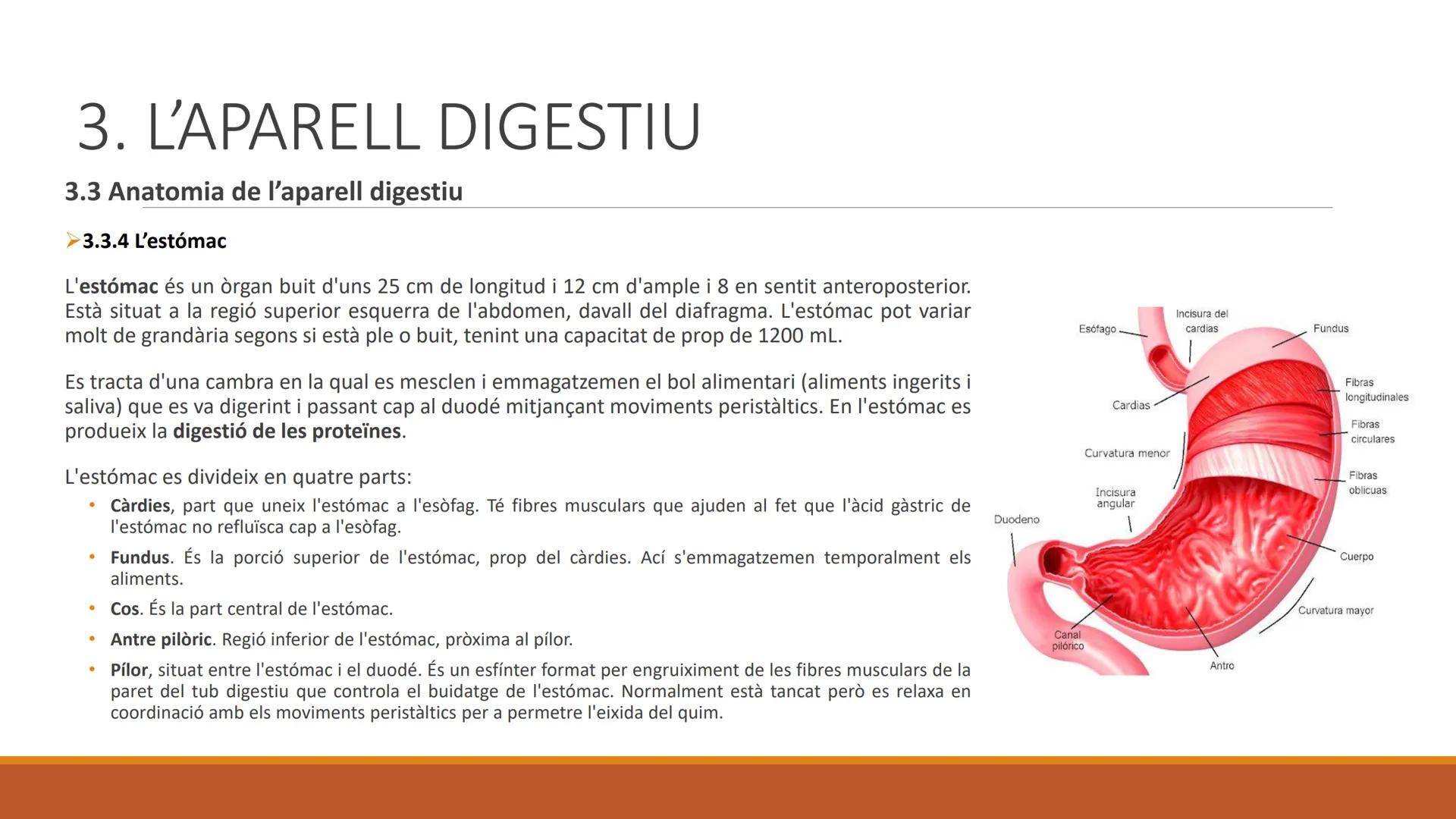 BLOC 2:
L'APARELL DIGESTIU # 1. LA NUTRICIÓ HUMANA

La nutrició humana és el conjunt de processos d'obtenció, transformació i assimilació de