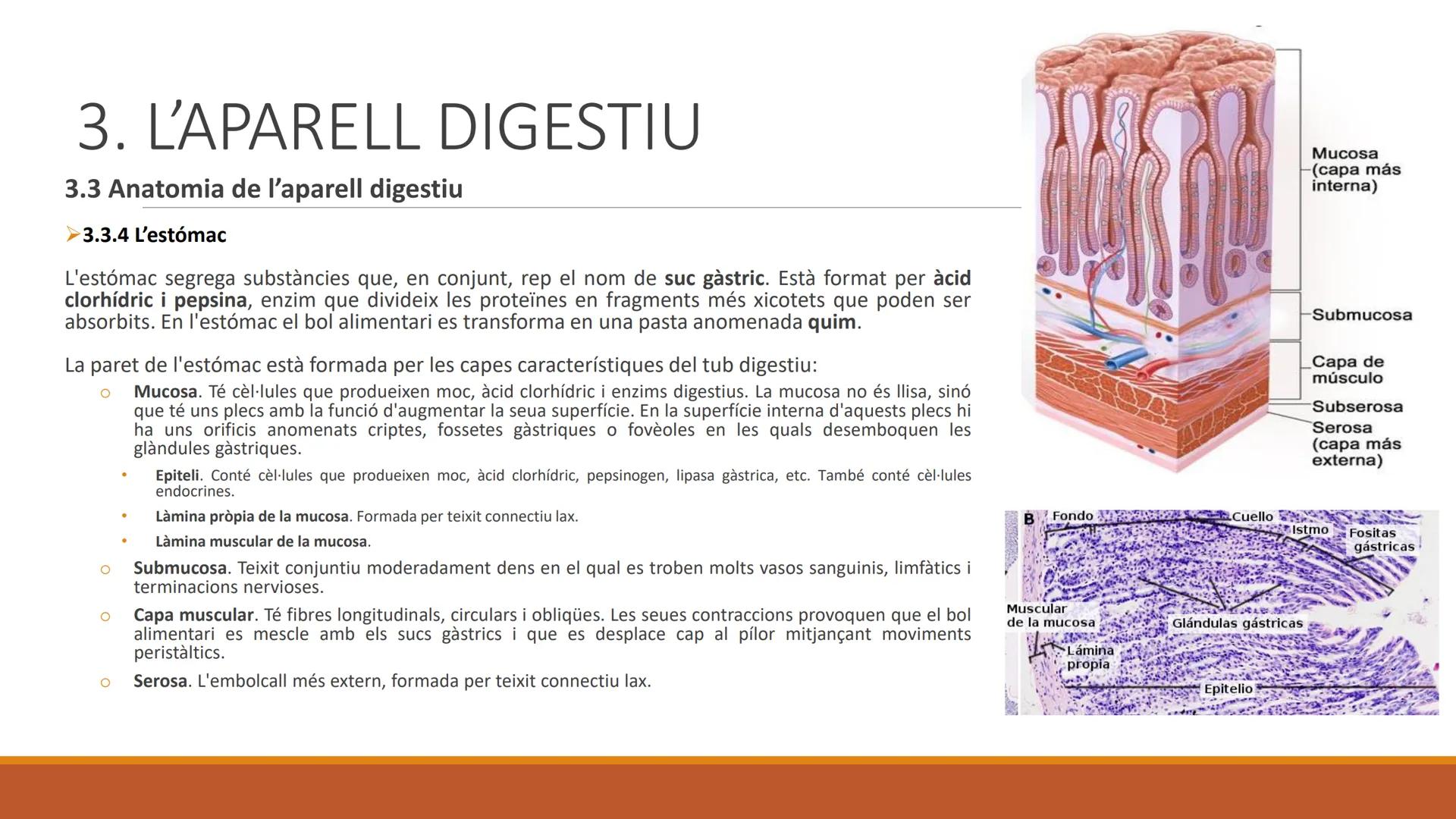 BLOC 2:
L'APARELL DIGESTIU # 1. LA NUTRICIÓ HUMANA

La nutrició humana és el conjunt de processos d'obtenció, transformació i assimilació de