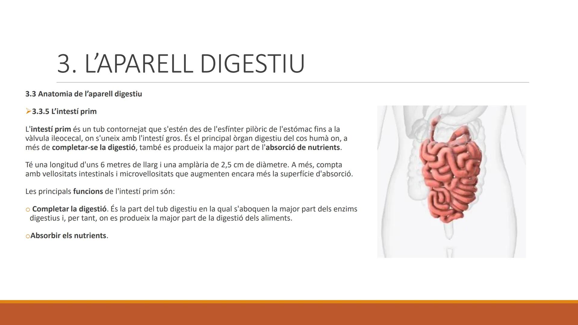 BLOC 2:
L'APARELL DIGESTIU # 1. LA NUTRICIÓ HUMANA

La nutrició humana és el conjunt de processos d'obtenció, transformació i assimilació de