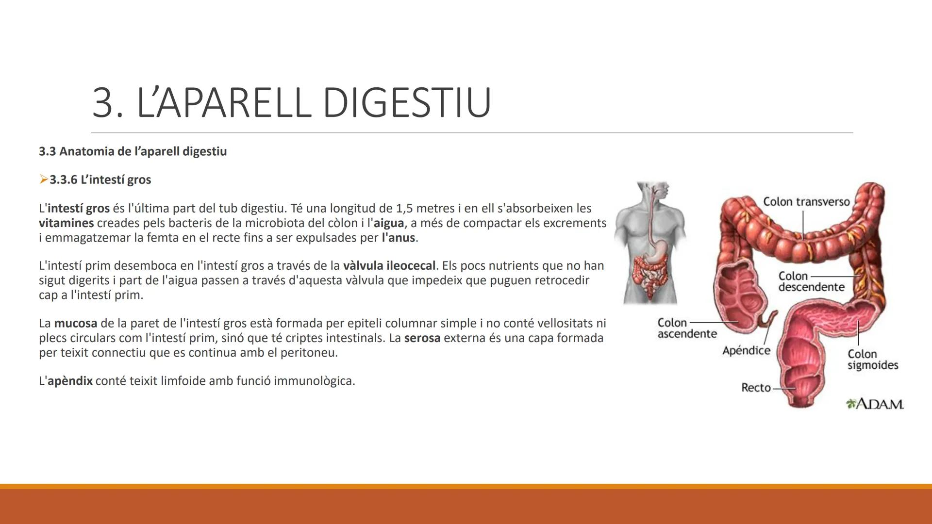 BLOC 2:
L'APARELL DIGESTIU # 1. LA NUTRICIÓ HUMANA

La nutrició humana és el conjunt de processos d'obtenció, transformació i assimilació de