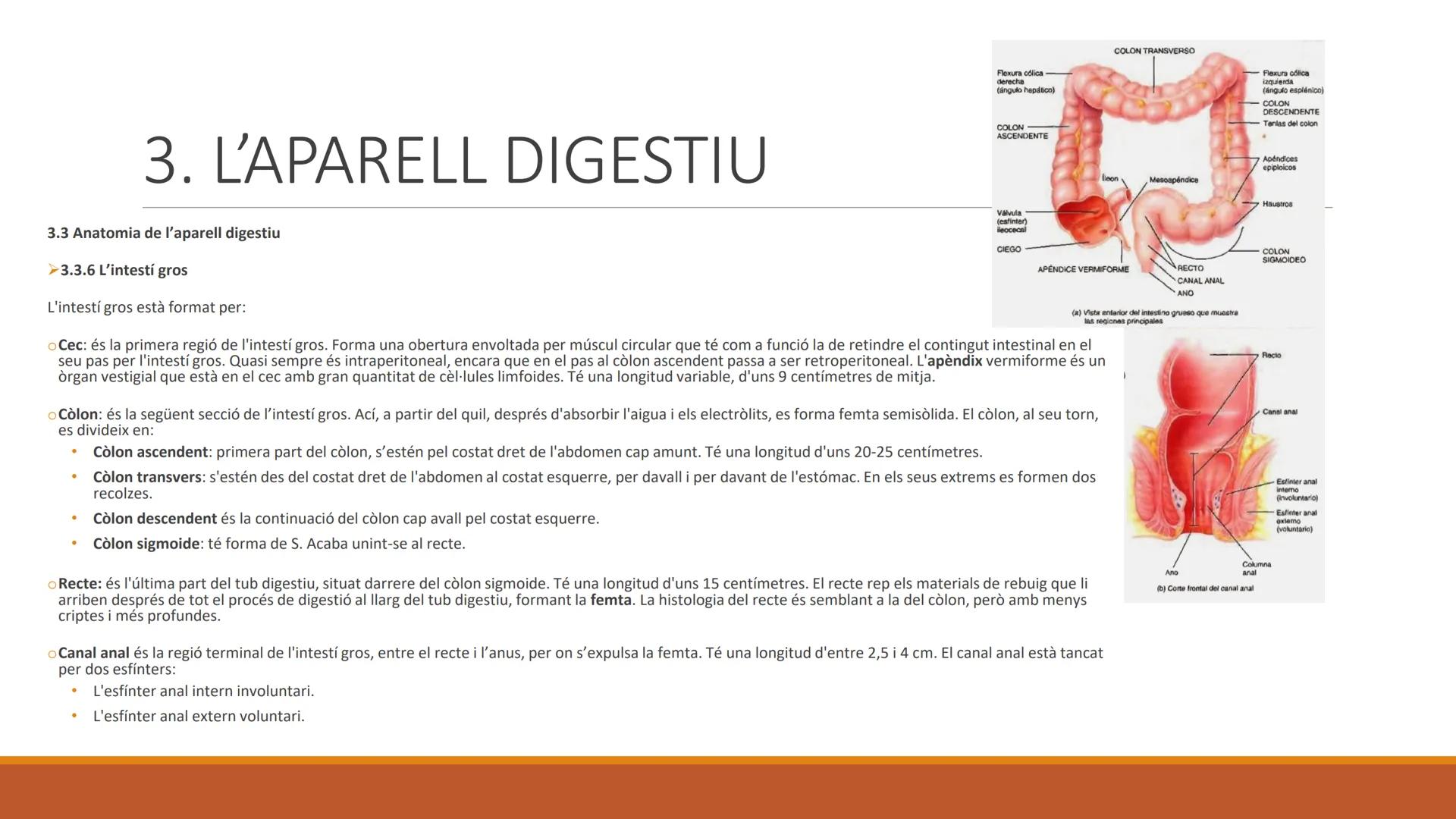 BLOC 2:
L'APARELL DIGESTIU # 1. LA NUTRICIÓ HUMANA

La nutrició humana és el conjunt de processos d'obtenció, transformació i assimilació de