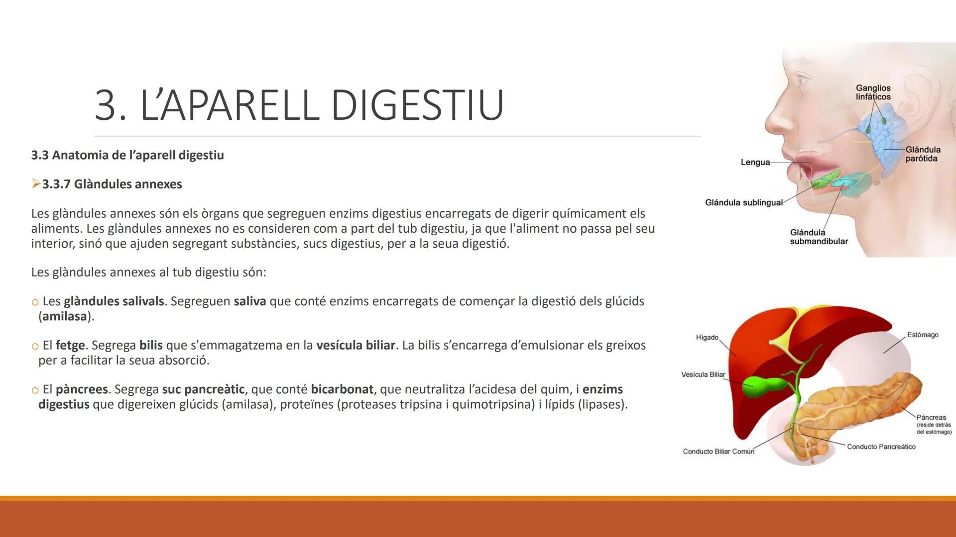 BLOC 2:
L'APARELL DIGESTIU # 1. LA NUTRICIÓ HUMANA

La nutrició humana és el conjunt de processos d'obtenció, transformació i assimilació de