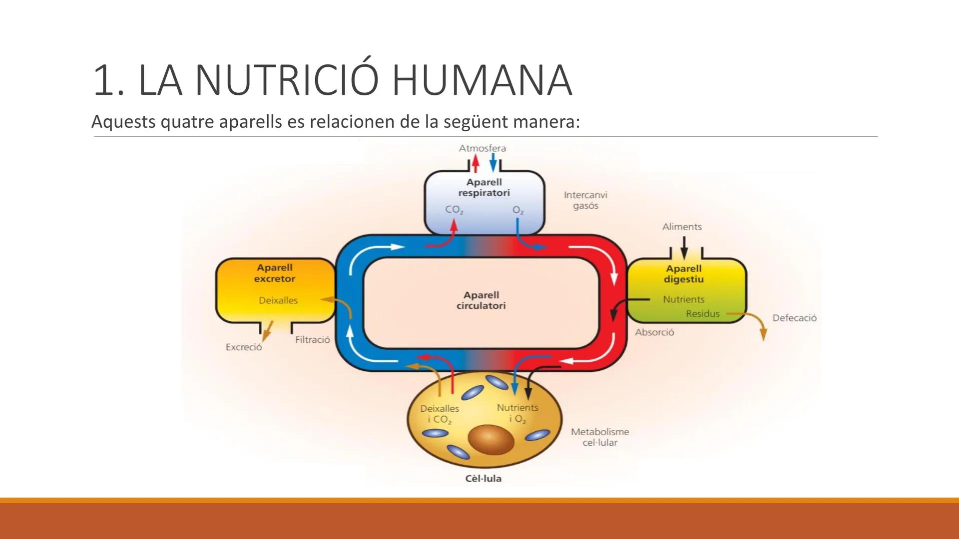 BLOC 2:
L'APARELL DIGESTIU # 1. LA NUTRICIÓ HUMANA

La nutrició humana és el conjunt de processos d'obtenció, transformació i assimilació de