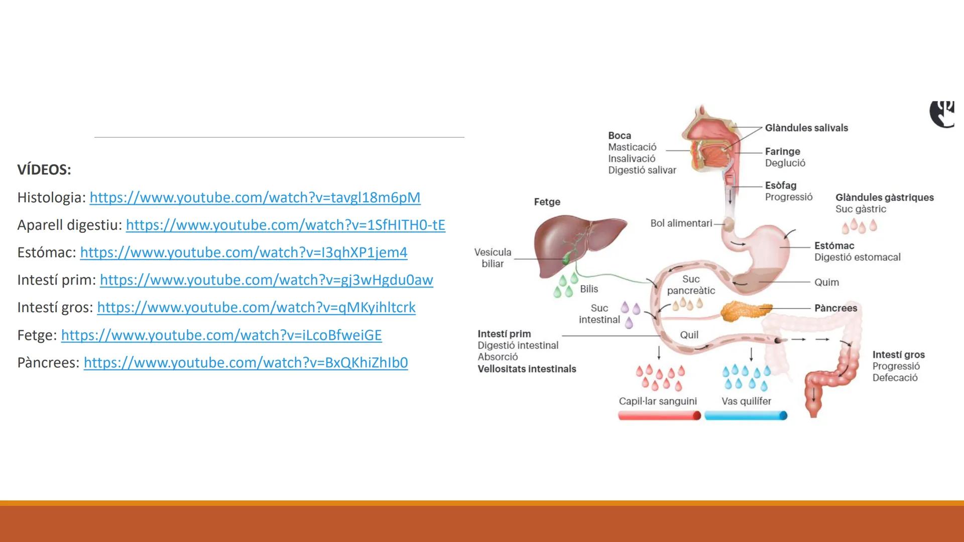 BLOC 2:
L'APARELL DIGESTIU # 1. LA NUTRICIÓ HUMANA

La nutrició humana és el conjunt de processos d'obtenció, transformació i assimilació de