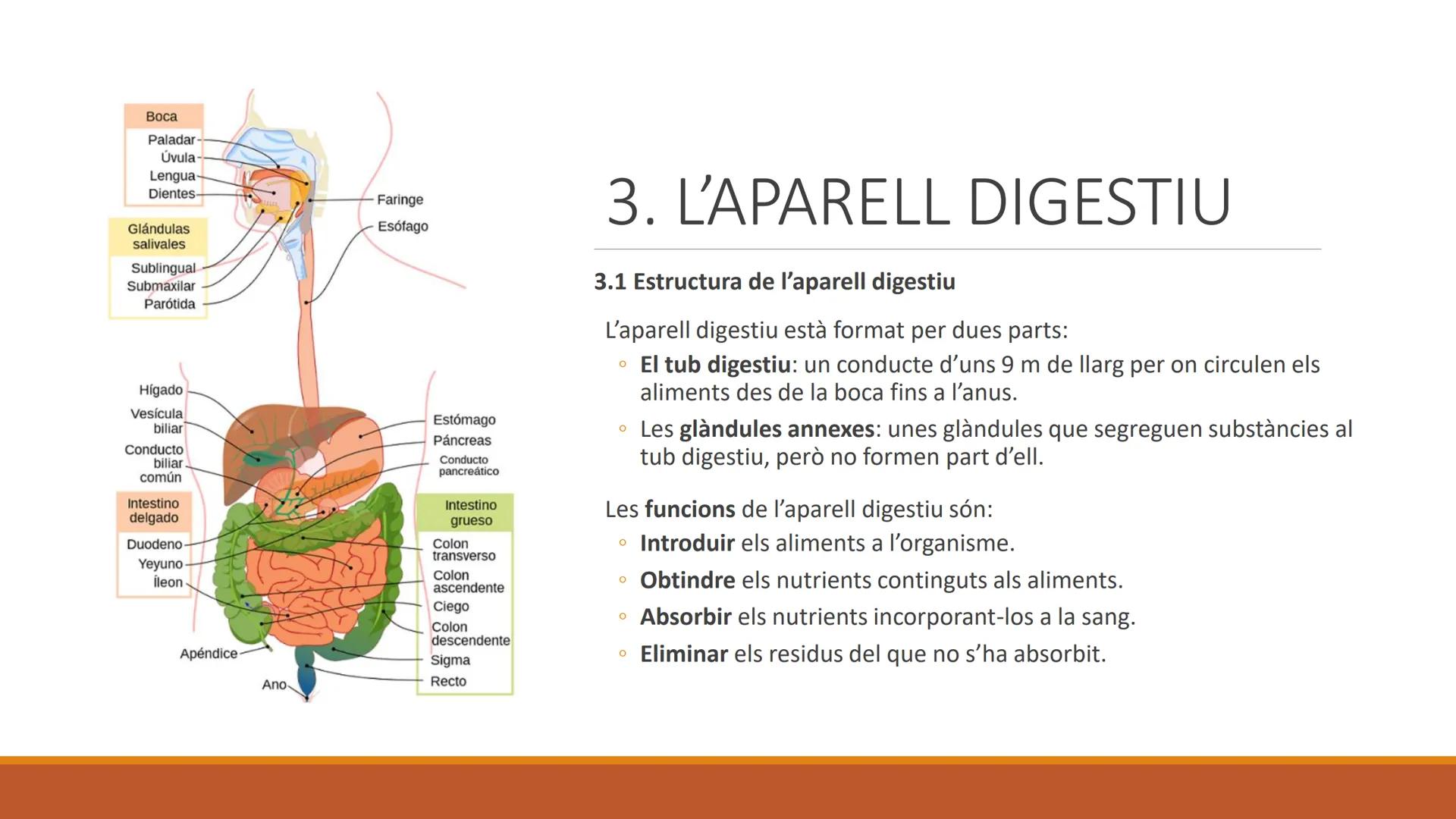 BLOC 2:
L'APARELL DIGESTIU # 1. LA NUTRICIÓ HUMANA

La nutrició humana és el conjunt de processos d'obtenció, transformació i assimilació de