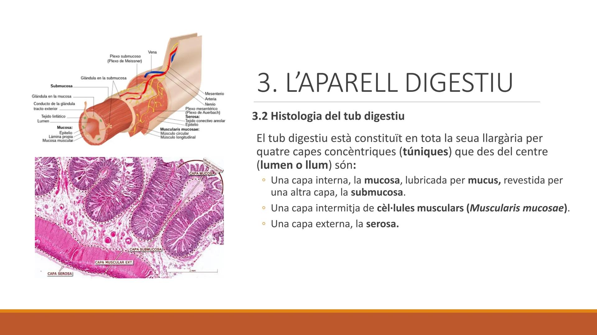 BLOC 2:
L'APARELL DIGESTIU # 1. LA NUTRICIÓ HUMANA

La nutrició humana és el conjunt de processos d'obtenció, transformació i assimilació de