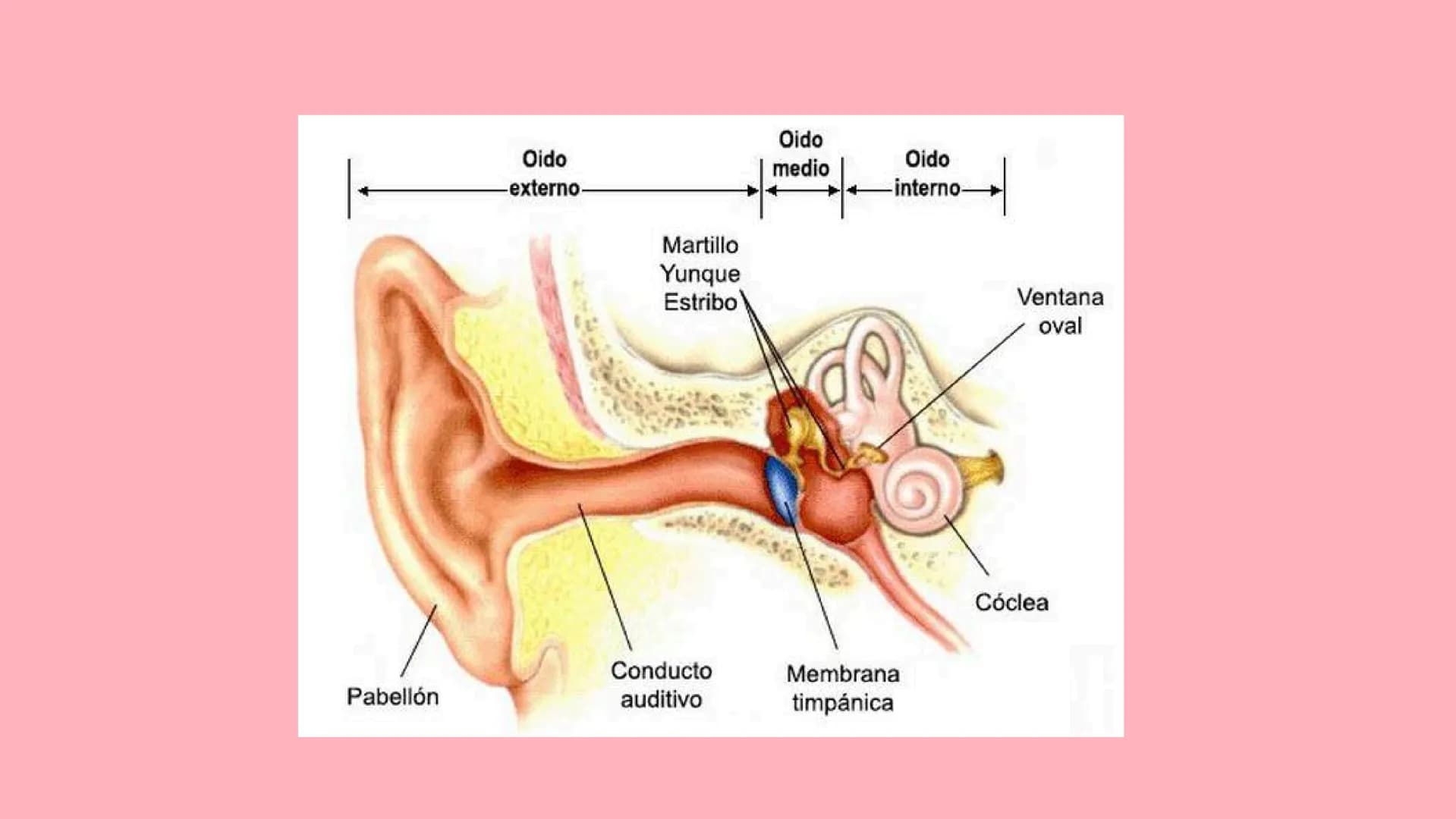 SONIDO CARACTERISTICAS
DEF: SENSACIÓN FÍSICA QUE ESTIMULA LOS OIDOS EN
FORMA DE ONDA LONGITUDINAL
1.
2.
la rapidez del sonido es diferentes 