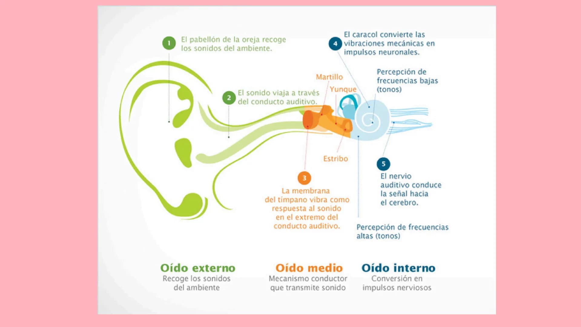 SONIDO CARACTERISTICAS
DEF: SENSACIÓN FÍSICA QUE ESTIMULA LOS OIDOS EN
FORMA DE ONDA LONGITUDINAL
1.
2.
la rapidez del sonido es diferentes 