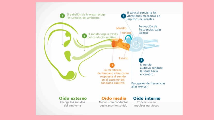 SONIDO CARACTERISTICAS
DEF: SENSACIÓN FÍSICA QUE ESTIMULA LOS OIDOS EN
FORMA DE ONDA LONGITUDINAL
1.
2.
la rapidez del sonido es diferentes 