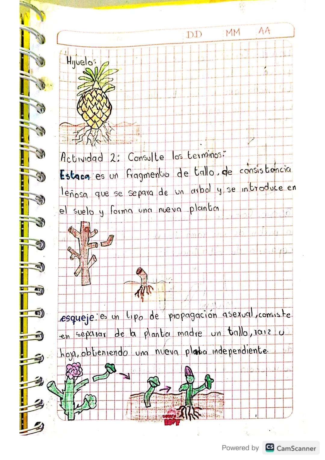 Theth Ximena Doncel Torres 8-2
2 guia
2 Periodo DD
MM
Reproducción
en plantas:
Actividad 1: Realice un dibujo con cada uno
de los metodos de