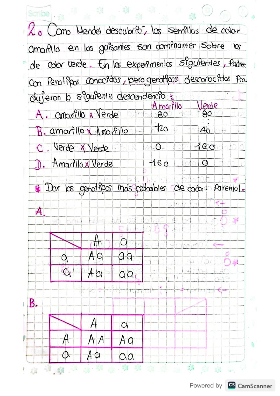 2. bey de la Segregacion

Habla de la separacion de los alelos en cada

Uno del cruce entre los miembros de la primera

generacion, que ahor