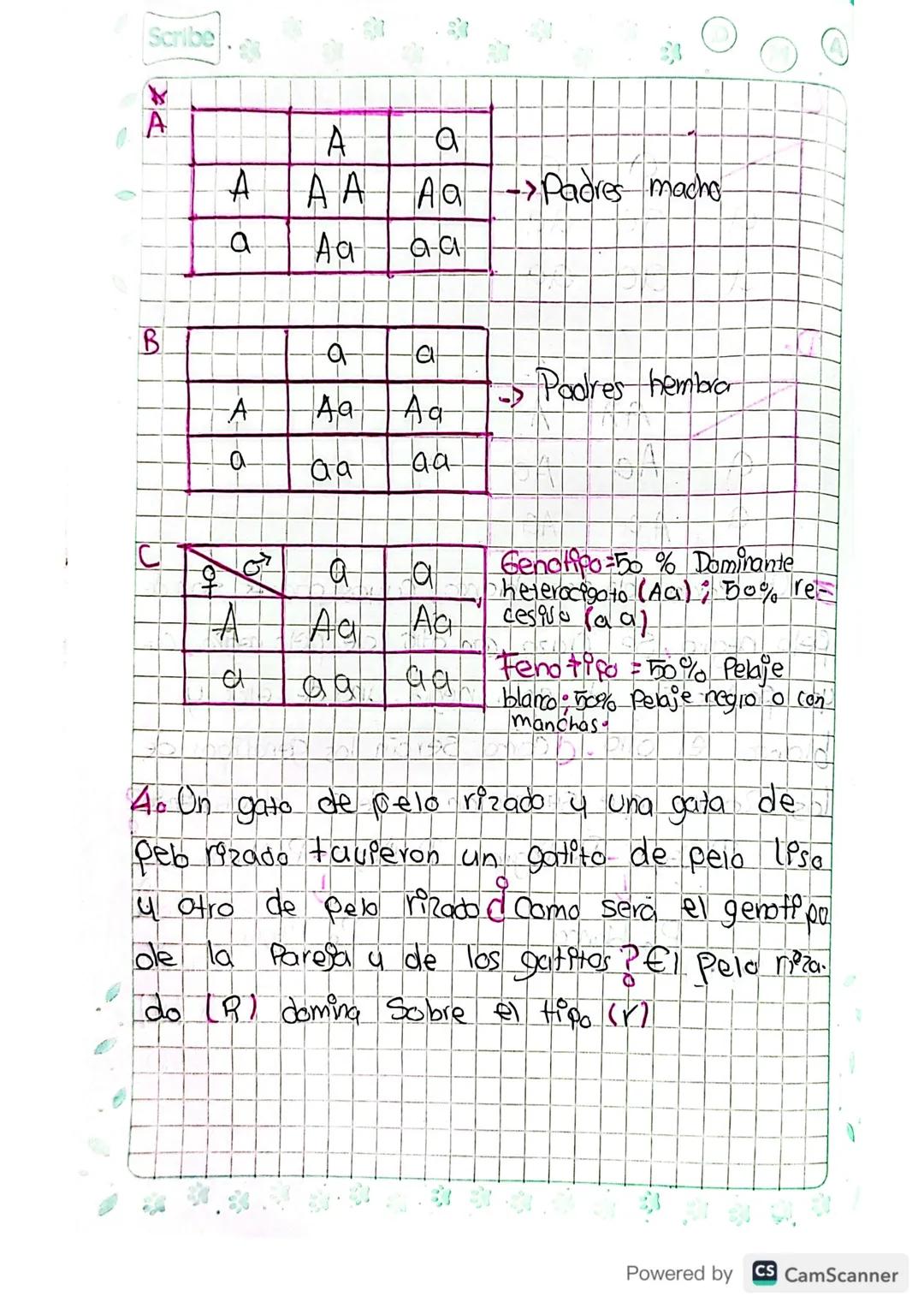 2. bey de la Segregacion

Habla de la separacion de los alelos en cada

Uno del cruce entre los miembros de la primera

generacion, que ahor