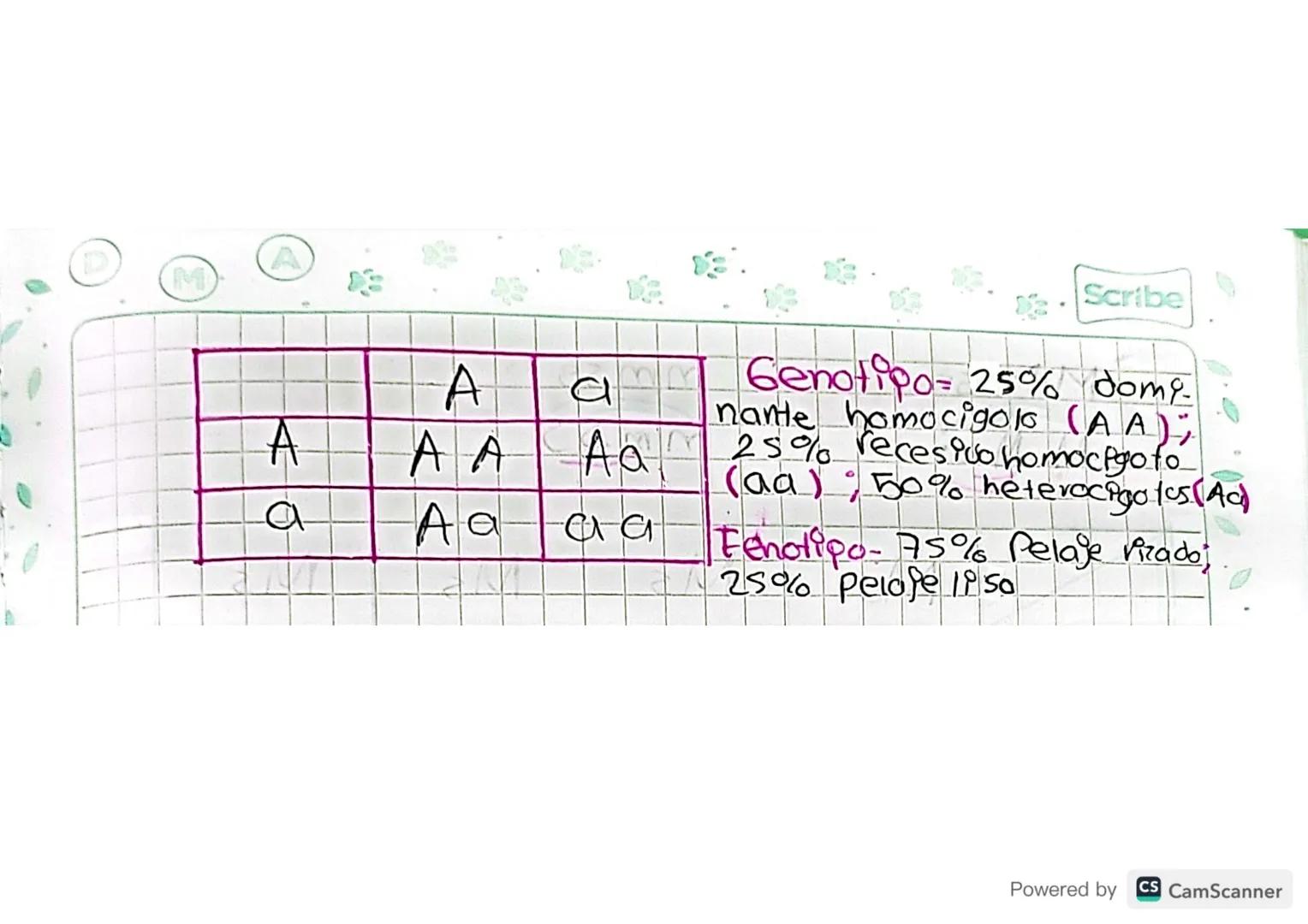 2. bey de la Segregacion

Habla de la separacion de los alelos en cada

Uno del cruce entre los miembros de la primera

generacion, que ahor