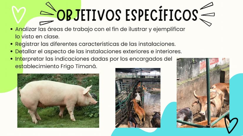 INTRODUCCIÓN
A continuación describiremos como debe ser el correcto funcionamiento de la
infraestructura del camal y de acuerdo a la activid