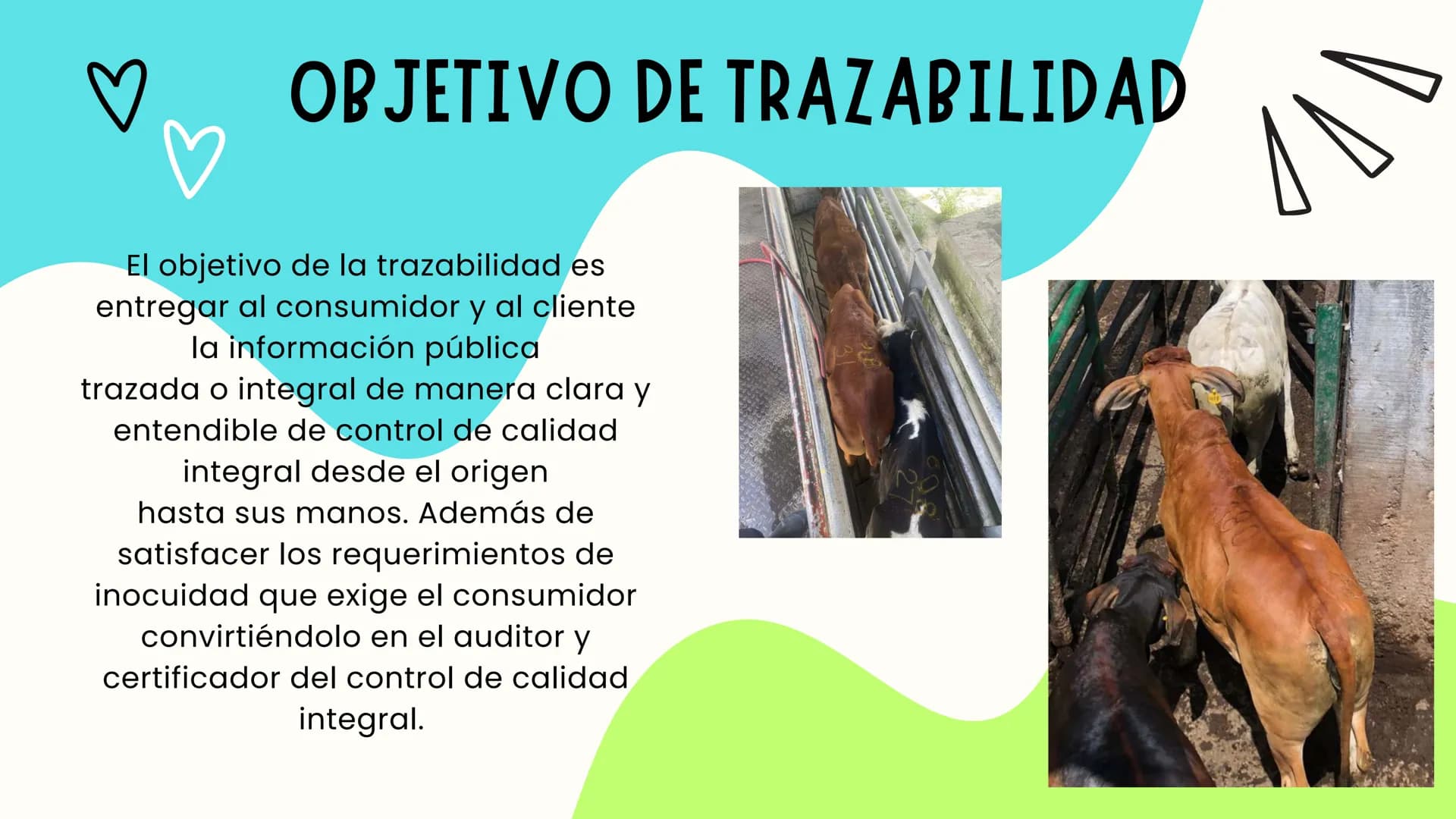 INTRODUCCIÓN
A continuación describiremos como debe ser el correcto funcionamiento de la
infraestructura del camal y de acuerdo a la activid