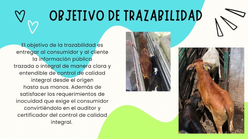 INTRODUCCIÓN
A continuación describiremos como debe ser el correcto funcionamiento de la
infraestructura del camal y de acuerdo a la activid