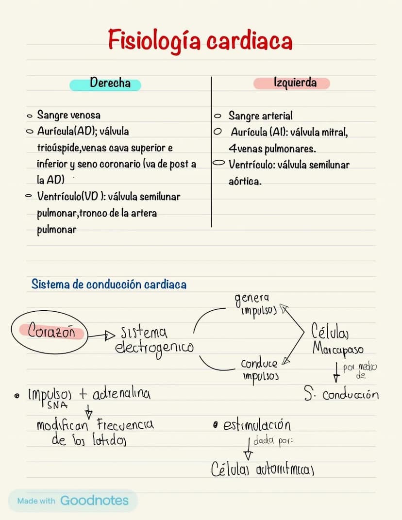 Fisiología cardiaca
0
Derecha
Sangre venosa
○ Aurícula(AD); válvula
0
tricúspide,venas cava superior e
inferior y seno coronario (va de post