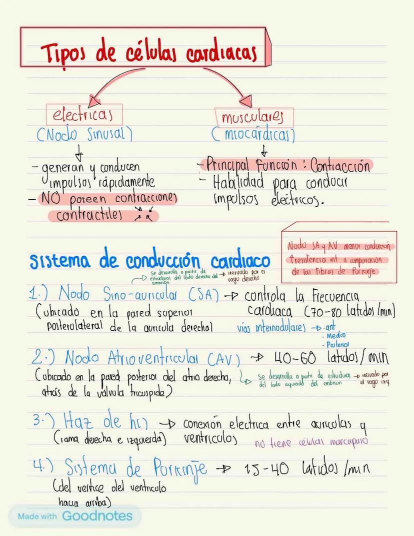 Fisiología cardiaca
0
Derecha
Sangre venosa
○ Aurícula(AD); válvula
0
tricúspide,venas cava superior e
inferior y seno coronario (va de post