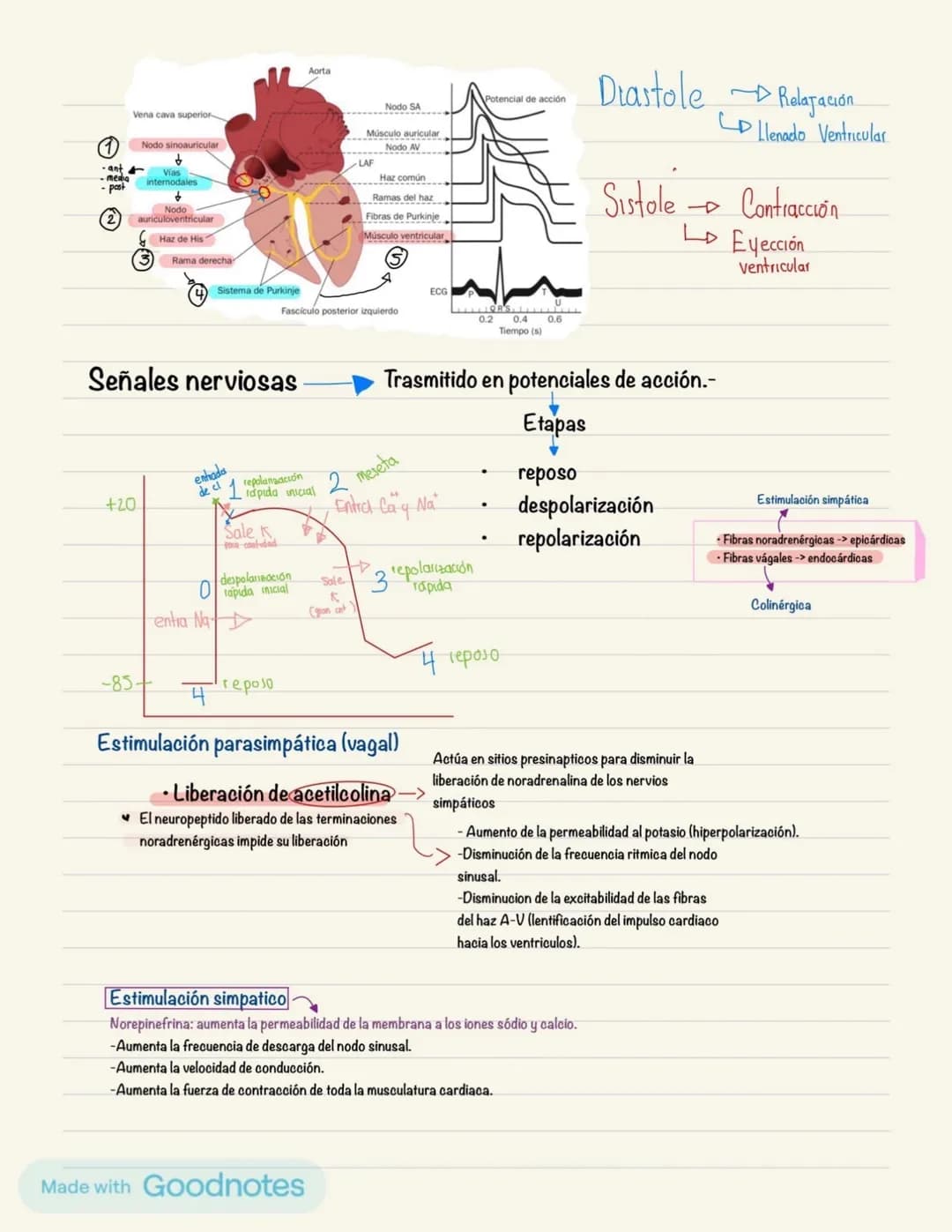 Fisiología cardiaca
0
Derecha
Sangre venosa
○ Aurícula(AD); válvula
0
tricúspide,venas cava superior e
inferior y seno coronario (va de post