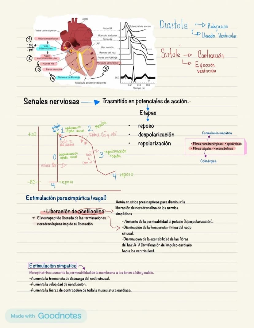 Fisiología cardiaca
0
Derecha
Sangre venosa
○ Aurícula(AD); válvula
0
tricúspide,venas cava superior e
inferior y seno coronario (va de post