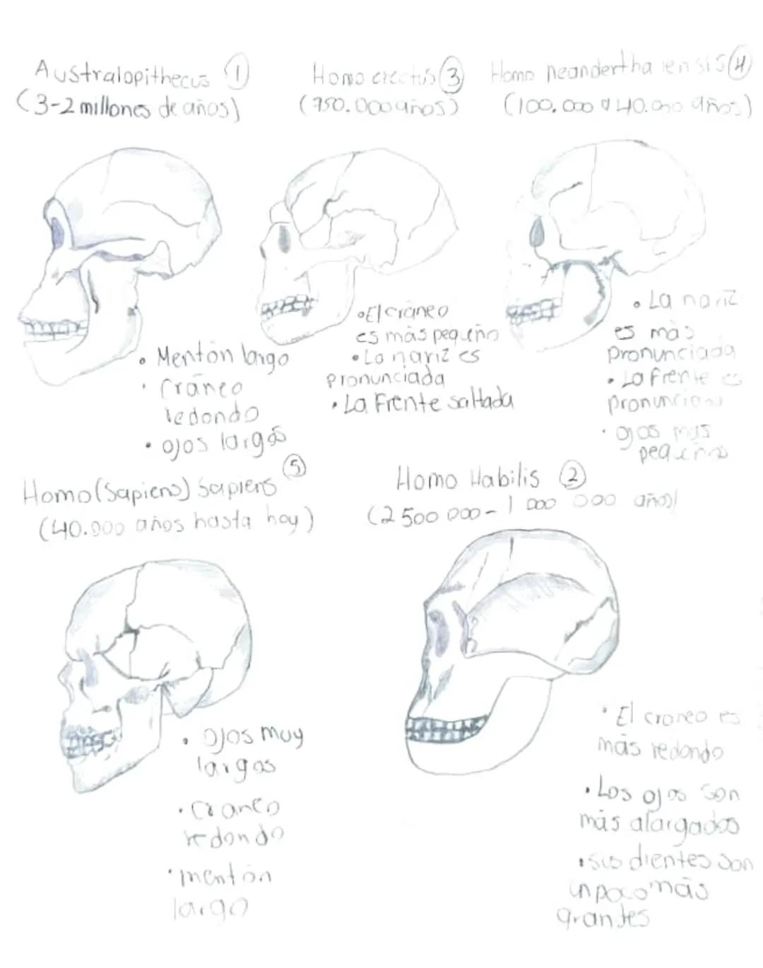 Evolución de los Homínidos y su Historia Fascinante