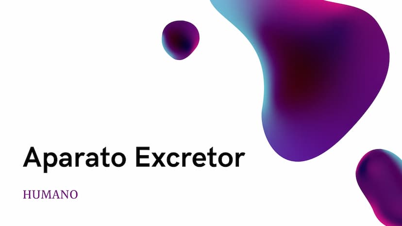 Aparato Excretor
HUMANO ¿Qué es el aparato
excretor?
El aparato excretor es aquel que se encarga de
eliminar los desechos o sustancias innec