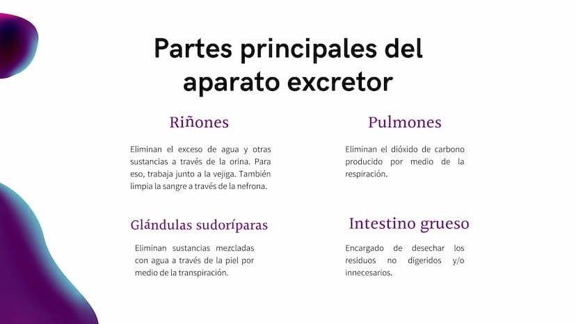 Aparato Excretor
HUMANO ¿Qué es el aparato
excretor?
El aparato excretor es aquel que se encarga de
eliminar los desechos o sustancias innec