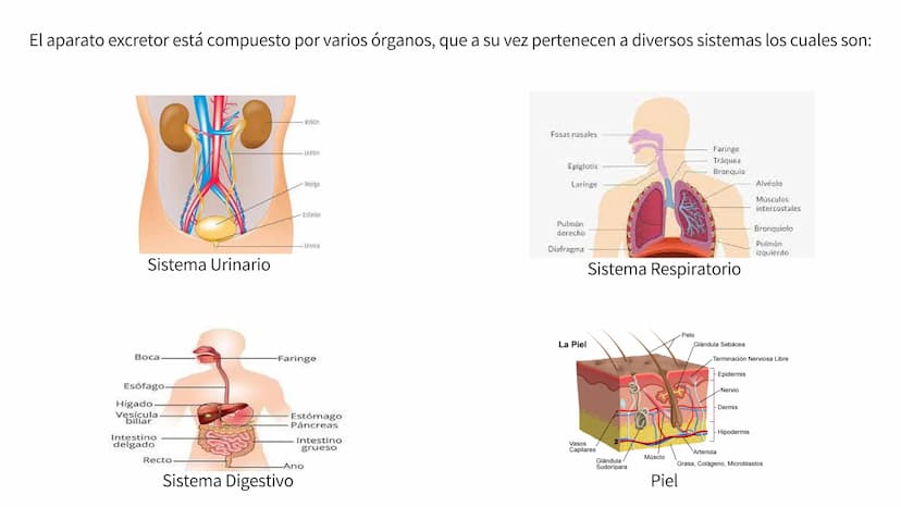 Aparato Excretor
HUMANO ¿Qué es el aparato
excretor?
El aparato excretor es aquel que se encarga de
eliminar los desechos o sustancias innec