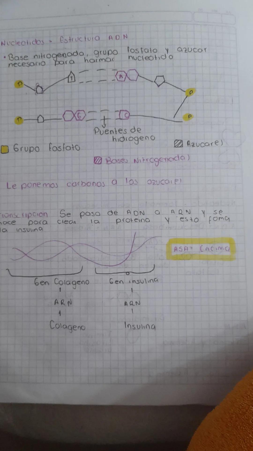 Doble contradicción : Nada malo ni buen
Biologia 1/03/25
Nucleotido - formado por molecula)
ADN = Desoxirribosa ARN = Ribosa
P
A → Pirimidin