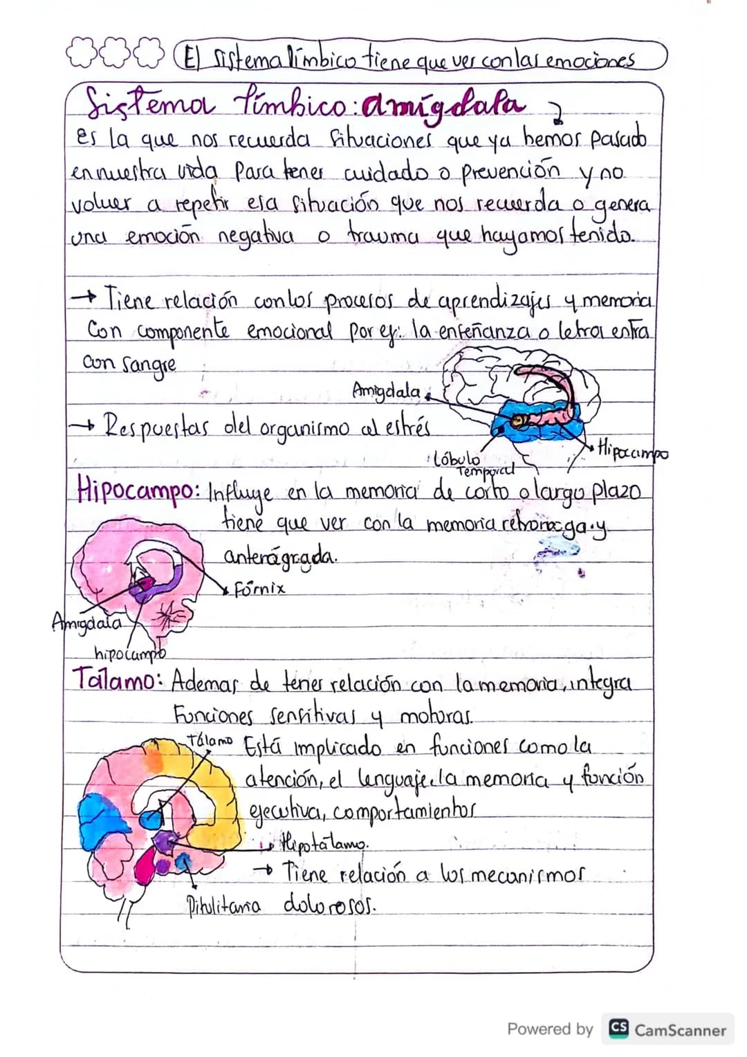 (E) sistema limbico tiene que ver con las emociones
Sistema limbico: Amigdala 2
es la que nos recuerda fituaciones que ya hemos pasado.
en n