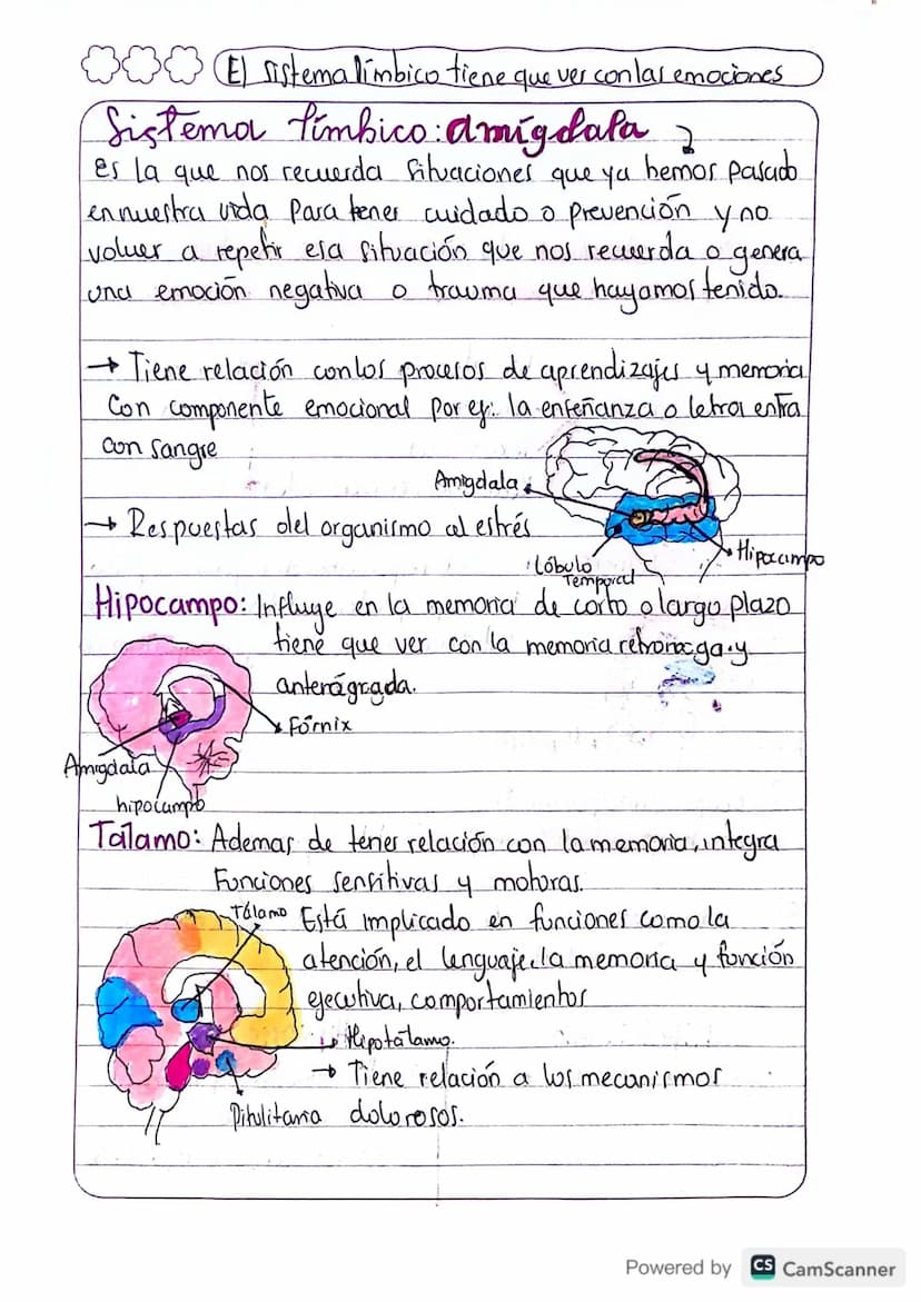 (E) sistema limbico tiene que ver con las emociones
Sistema limbico: Amigdala 2
es la que nos recuerda fituaciones que ya hemos pasado.
en n