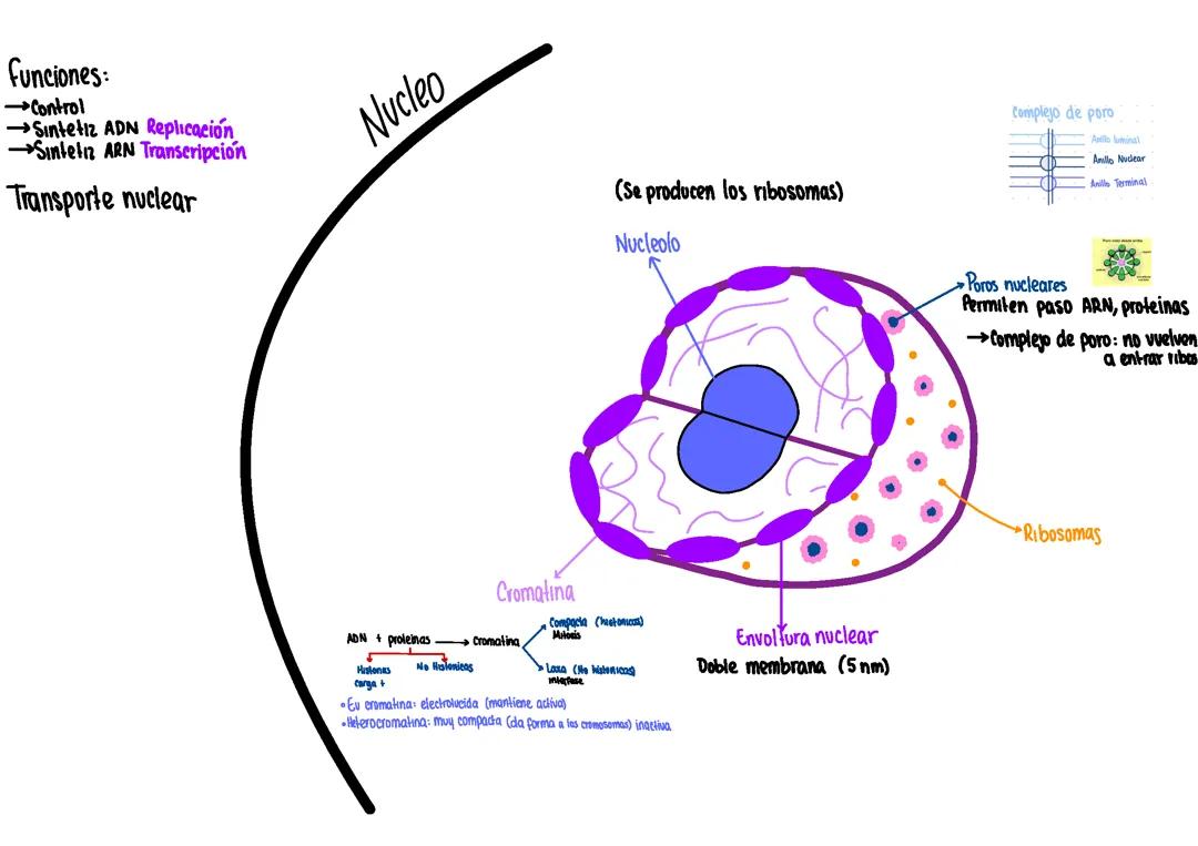 Célula y sus uniones 