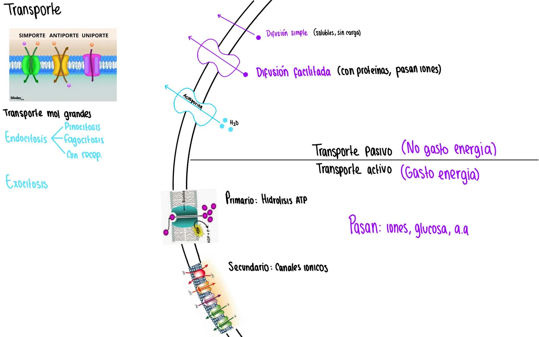 funciones:
→Control
→Sintetiz ADN Replicación
→Sintetiz ARN Transcripción
Transporte nuclear
Nucleo
Cromatina
(Se producen los ribosomas)
Nu