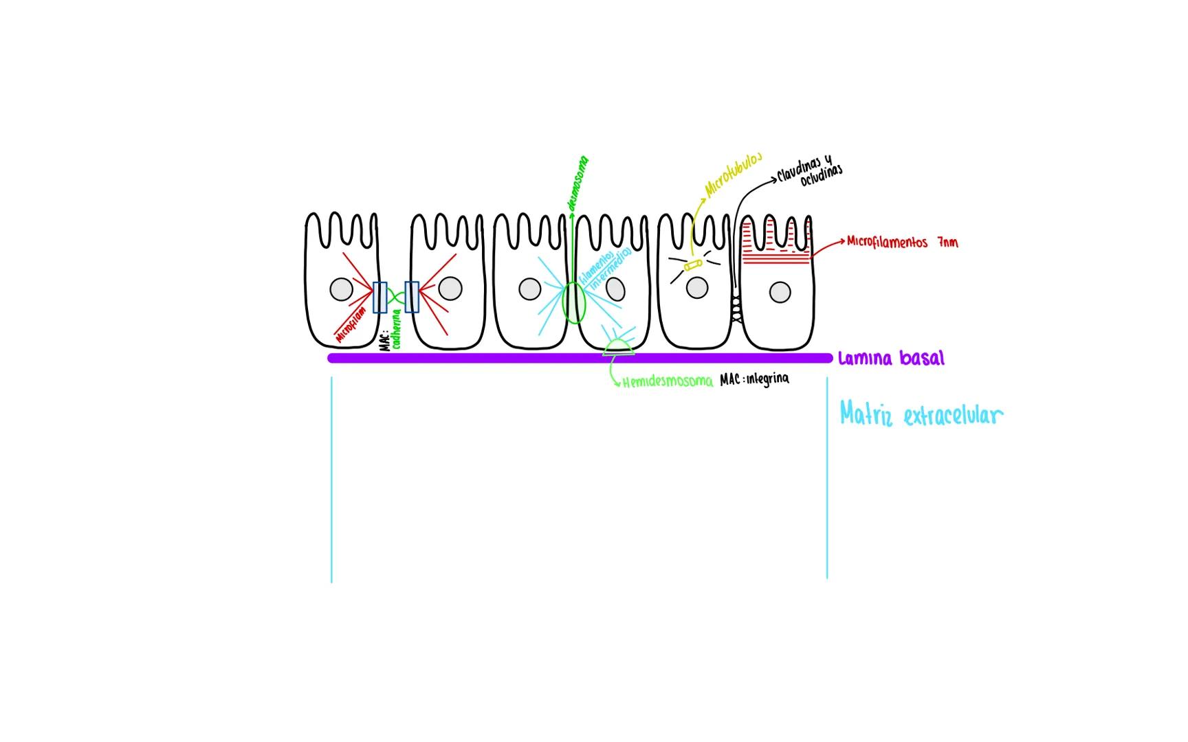 funciones:
→Control
→Sintetiz ADN Replicación
→Sintetiz ARN Transcripción
Transporte nuclear
Nucleo
Cromatina
(Se producen los ribosomas)
Nu