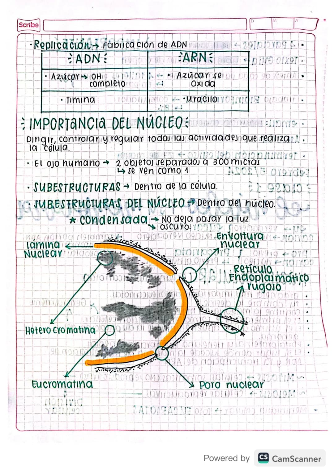 Febrero 5/2024
clase 1
el núcleo y su membrana
eu verdaderon eucariota
carion núcleo
Pro previO
carion núcleo!
•
.
.
.
.
Núcleo verdadero Ta