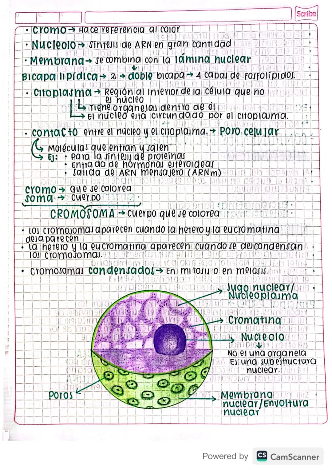 Febrero 5/2024
clase 1
el núcleo y su membrana
eu verdaderon eucariota
carion núcleo
Pro previO
carion núcleo!
•
.
.
.
.
Núcleo verdadero Ta