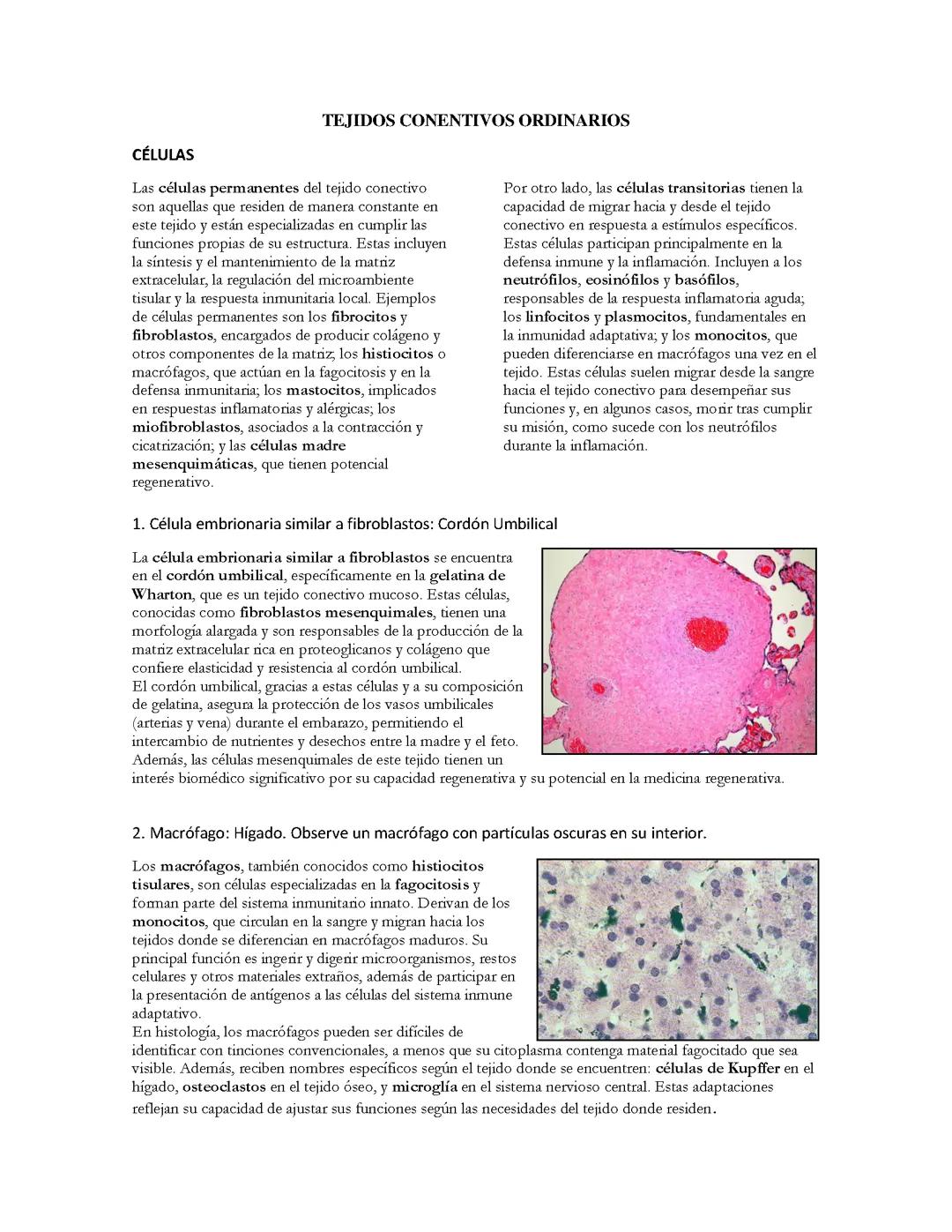 Tejidos Epiteliales comunes