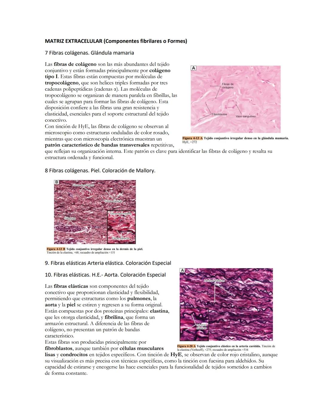 TEJIDOS CONENTIVOS ORDINARIOS
CÉLULAS
Las células permanentes del tejido conectivo
son aquellas que residen de manera constante en
este teji