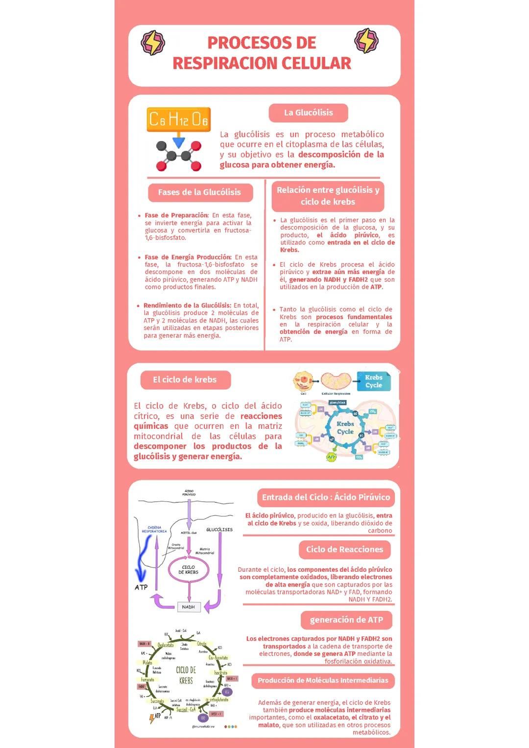 Proceso de respiración celular 